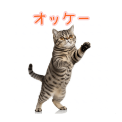 [オッケー専用]ねこネコ猫