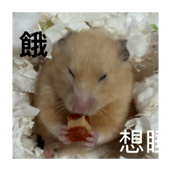 rrrry_20260123045833