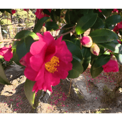 Moritahirofumi_20260122082715