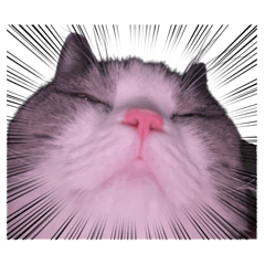 Moobonny