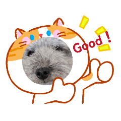 meimeipoppu2_20260124084644