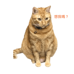 包包樂樂