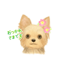 sakura_20260124110731