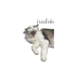 Onnicha_20260123212746