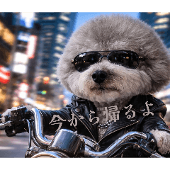 meimeipoppu_20260124113117