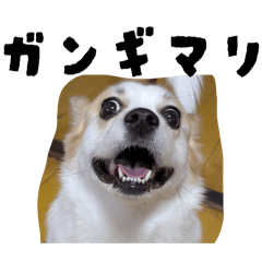 umii_20260124110952