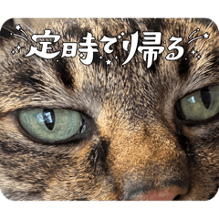 neko@935_20260124121658