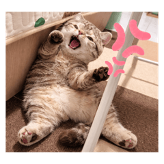 蛋蛋日子好囡過-3-