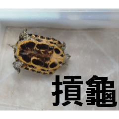 Ivy Chen_20260123185736