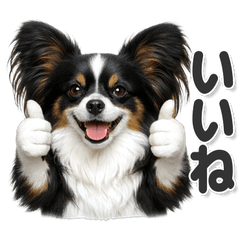 毎日使える！パピヨン黒