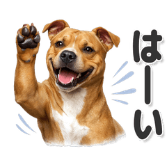 毎日使える！ピットブル