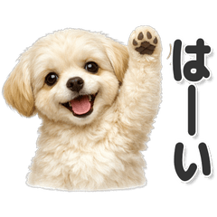 毎日使える！マルプー