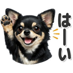 毎日使える！チワワ 黒