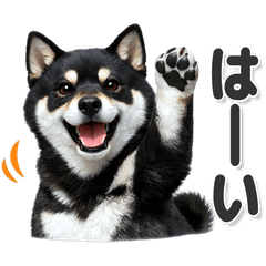 毎日使える！黒柴