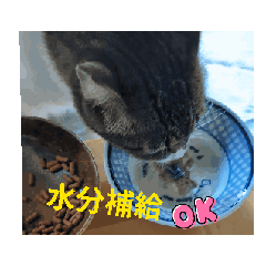 HANATAN_20260124202341