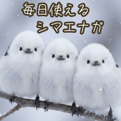 毎日使える★可愛いシマエナガ