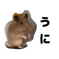 risa_20260124200602