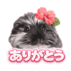 happymorumotto huwakira