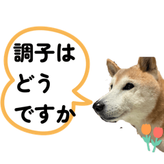 wan_chan_20260124210344