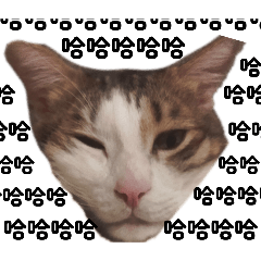 姆慕專屬(official version 1)-若若出品