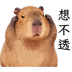 卡皮巴拉水豚呆萌日常