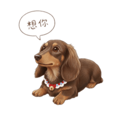 巧克力臘腸狗Tomo