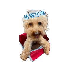 tingtingwang_20260124093605