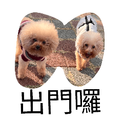 tingtingwang_20260124093906