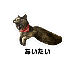 Sakura_20260124214007