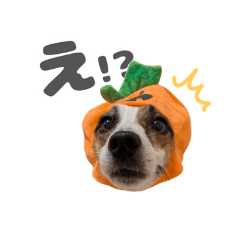 Mei of Jack Russell Terrier