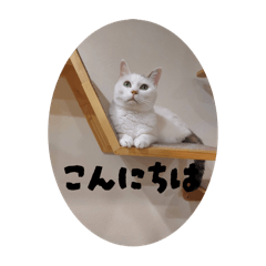 maronn_20260124155943