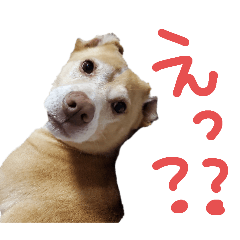 ka-ka_20260124224956