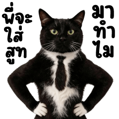 Big Meaw Black Cat Top Cat Office