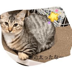 RENREN_20260125000650