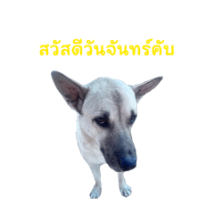 Aungaing_20260124162346