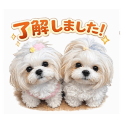 shinobu_20260125005629