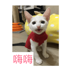 五喵星人