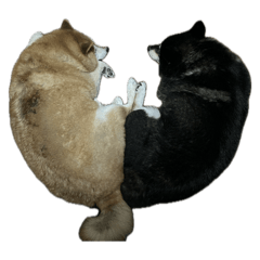 chanri_20260124201702