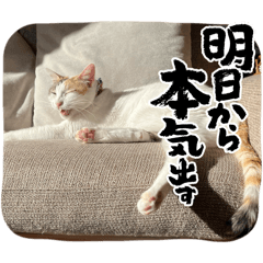 uchinoneko_20260125084634
