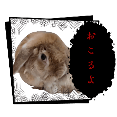 suzu_20260124212956