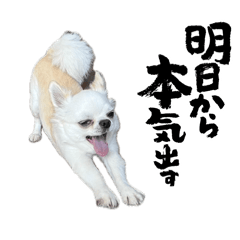 白ちわラテくんのスタンプ