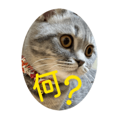 Kozue_20260125105554