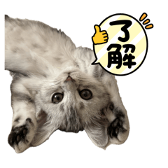 T.K.S_20260124233852