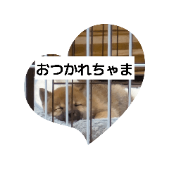 JINKO_20260125001450