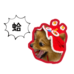 阿福福-博美2