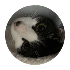 nekokawaii_20260125093253