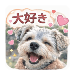 Morkie LOA