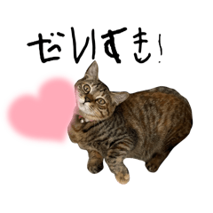 預かりにゃんこたち