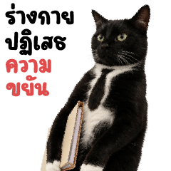 แมวดำ ❤️ ตัวตึงออฟฟิศ