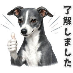 【敬語】イタリアングレーハウンド